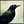 raven - Frequent Poster